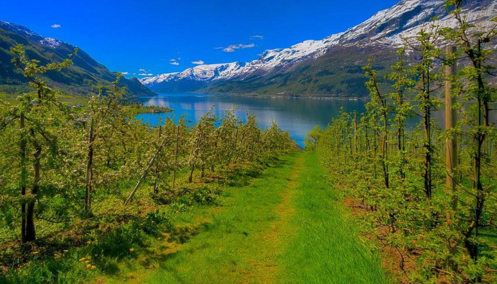 Hardangerfjord fra enger i flott norsk sommervær.